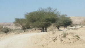 Wandering in the Desert