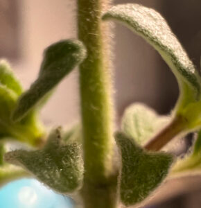 Hyssop - Zatar - Showing the hairs